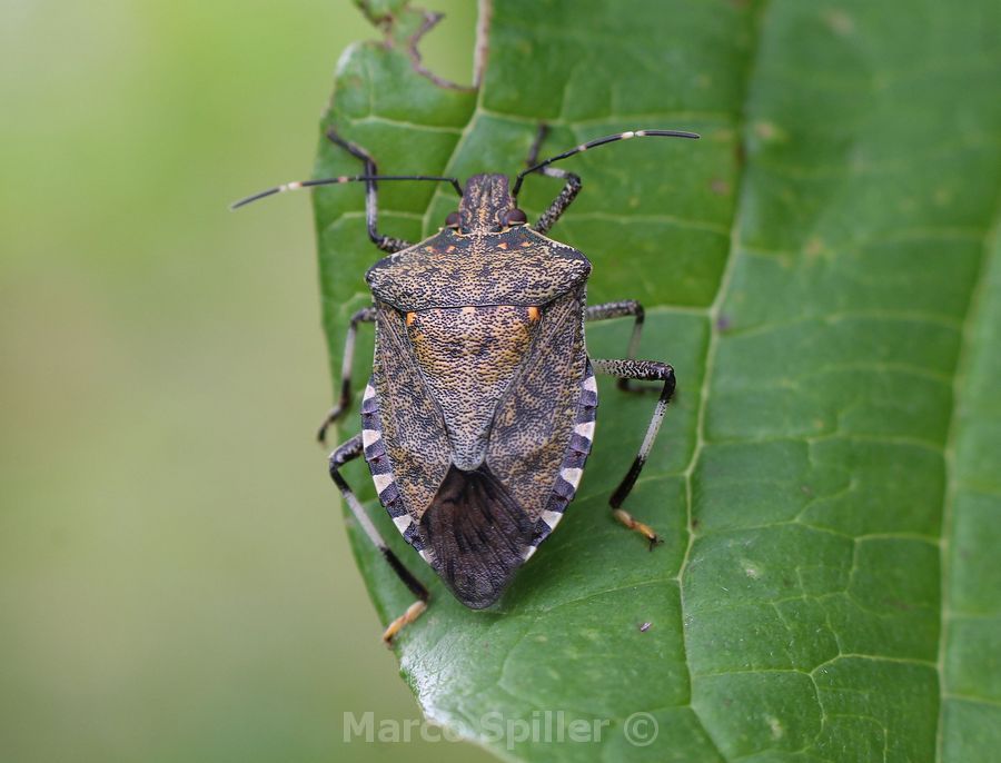 Halyomorpha halys